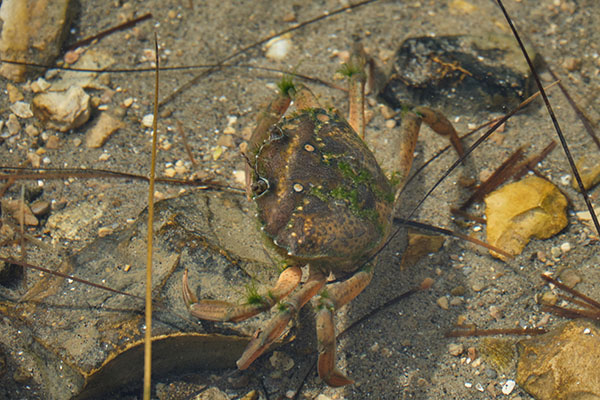 Eine Krabbe am sandigen Meeresboden.